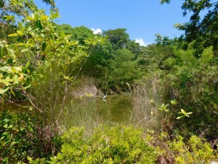 Key-West-Botanical-Garden4717
