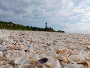 plage-phare-coquillages-Sanibel-island-lighthouse-beach-park-6447