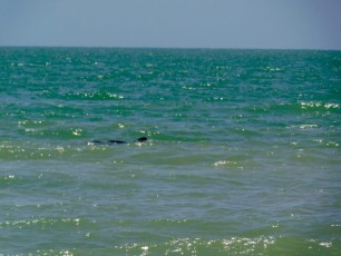 bowman-s-beach-Sanibel-Island-ile-plage-Floride-9174