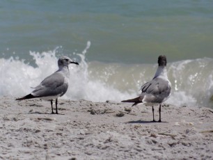 bowman-s-beach-Sanibel-Island-ile-plage-Floride-9224