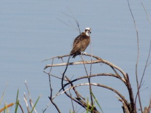 Balbuzard dans les bayous du Lac Okeechobee à Lake Port (en Floride)