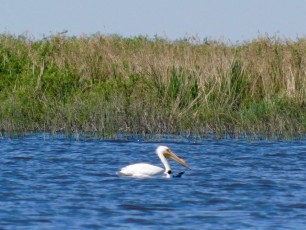 Pélican blanc sur le Lake Okeechobee à Moore Haven en Floride