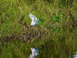 Oiseau sur le Lake Okeechobee à Moore Haven en Floride