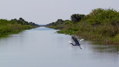 Oiseaux sur le Lake Okeechobee à Moore Haven en Floride