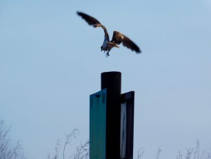 Balbuzard (osprey) sur le Lake Okeechobee à Moore Haven en Floride