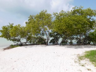 Punta Cocos sur île de Holbox.