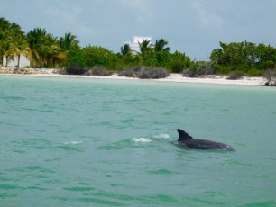 Dauphins à Punta Cocos sur île de Holbox.