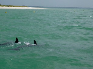 Dauphins à Punta Cocos sur île de Holbox.