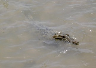 Crocodile proche de la cenote Yalahau, près de l'île de Holbox.