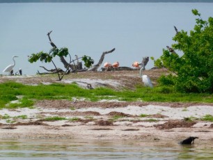 La Isla de los Pajaros, près de l'île de Holbox.