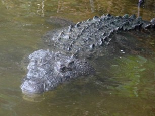 Crocodile dans le lagon de Rio Lagartos dans le Yucatan.
