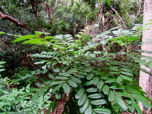 Gumbo-Limbo-Nature-Center-tortues-Boca-Raton-1318