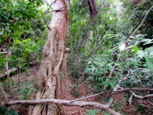 Gumbo-Limbo-Nature-Center-tortues-Boca-Raton-1322