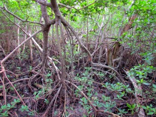 Gumbo-Limbo-Nature-Center-tortues-Boca-Raton-1330