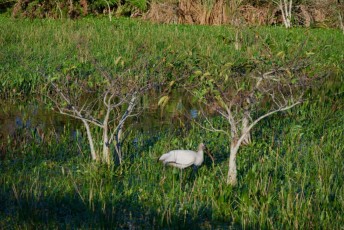 Wakodahatchee-Wetlands-delray-beach-floride8558