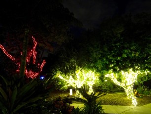 Mounts-Botanical-Gardens-Palm-Beach-decorations-illuminations-noel-2451