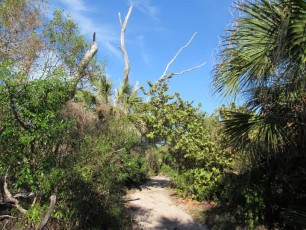 stump-pass-State-Park-Manasota-Key-englewood-Floride-3700