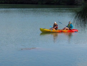 Lamantin au lagon de Virginia Key, à Miami
