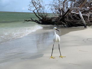 Plage-Delnor-Wiggins-pass-State-Park-Naples-Floride-2863
