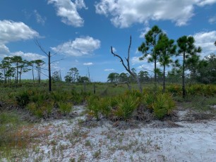 bald-point-state-park-st-mark-national-park-plage-panhandle-Floride-8412