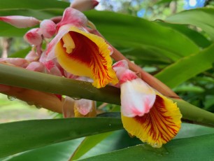 McKee Botanical Garden de Vero Beach (Floride)