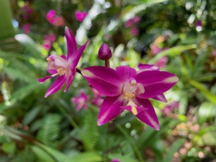 McKee-Botanical-gardens-Vero-Beach-Floride-0717