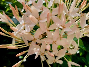 McKee Botanical Garden de Vero Beach (Floride)