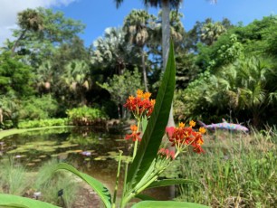 McKee Botanical Garden de Vero Beach (Floride)