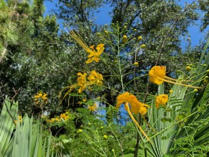 McKee Botanical Garden de Vero Beach (Floride)