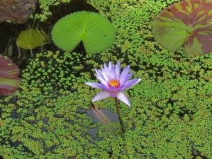 McKee Botanical Garden de Vero Beach (Floride)