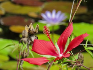 McKee Botanical Garden de Vero Beach (Floride)