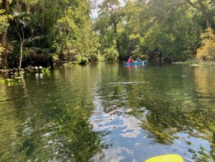 Magnifique visite en canoë-kayak de la Wekiwa River (nord d'Orlando)