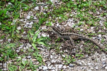 grassy-waters-preserve-west-palm-beach-Floride-0586