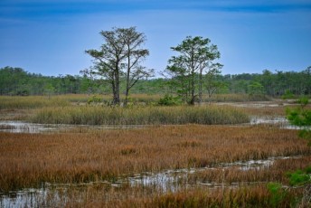 grassy-waters-preserve-west-palm-beach-Floride-0618