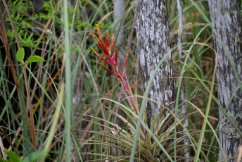 grassy-waters-preserve-west-palm-beach-Floride-0620