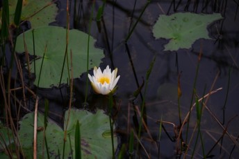 grassy-waters-preserve-west-palm-beach-Floride-0627