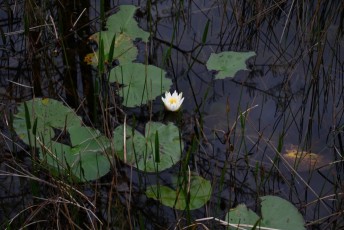 grassy-waters-preserve-west-palm-beach-Floride-0628