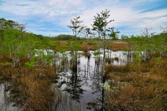 grassy-waters-preserve-west-palm-beach-Floride-0629