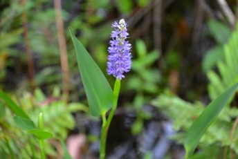 grassy-waters-preserve-west-palm-beach-Floride-0633