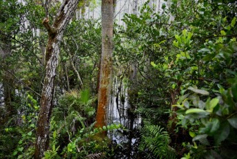 grassy-waters-preserve-west-palm-beach-Floride-0634