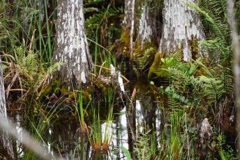 grassy-waters-preserve-west-palm-beach-Floride-0635