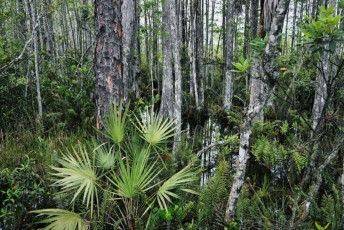 grassy-waters-preserve-west-palm-beach-Floride-0636