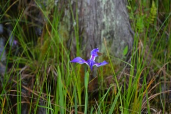 grassy-waters-preserve-west-palm-beach-Floride-0637