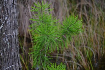 grassy-waters-preserve-west-palm-beach-Floride-0647