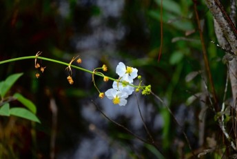 grassy-waters-preserve-west-palm-beach-Floride-0653