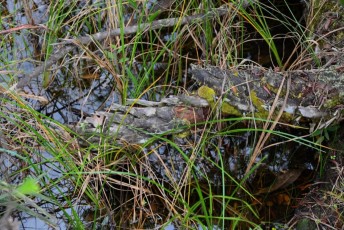 grassy-waters-preserve-west-palm-beach-Floride-0655