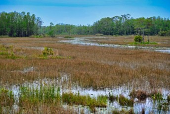 grassy-waters-preserve-west-palm-beach-Floride-0666