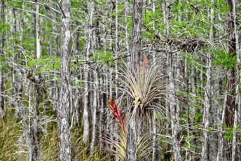 grassy-waters-preserve-west-palm-beach-Floride-0680