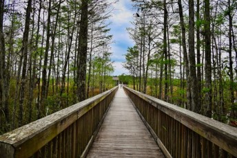 grassy-waters-preserve-west-palm-beach-Floride-0683