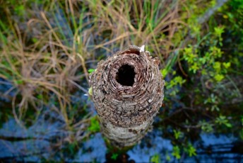 grassy-waters-preserve-west-palm-beach-Floride-0697